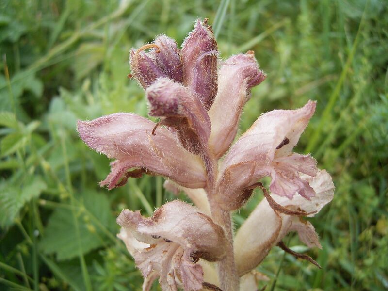 ملف:Orobanche caryophyllaceae bloemen.jpg