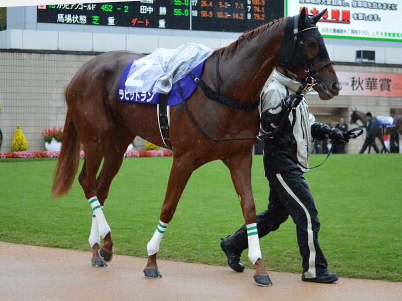 ملف:Rabbit Run Shukasho 2017.jpg