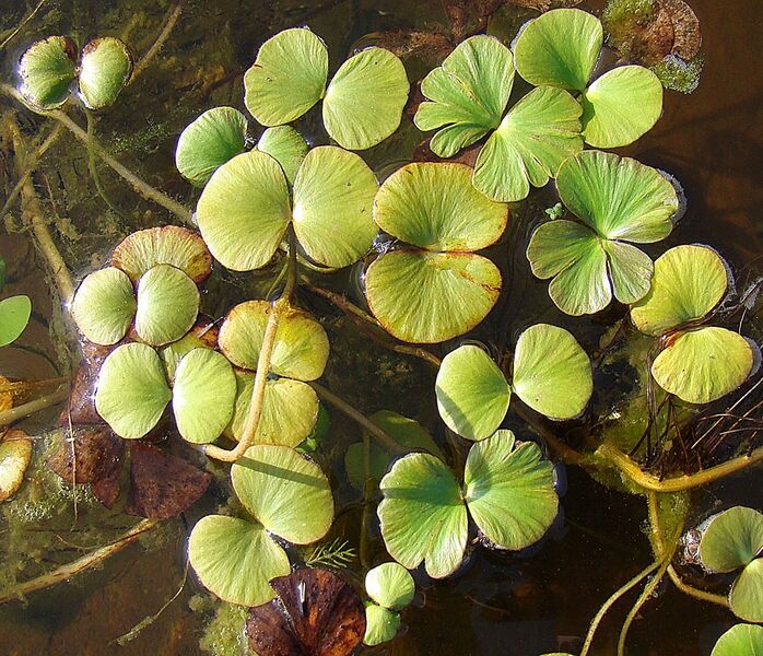 ملف:Regnellidium diphyllum.jpg