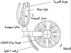 مقطع طولي في الأعضاء التوالدية لمنسل البويضة والمنطفة في نبات الكارا.jpg