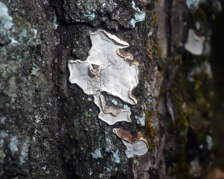 ملف:Aleurodiscus disciformis 221029.jpg