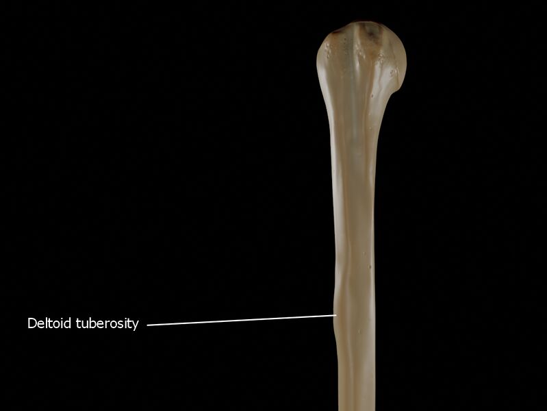 ملف:Deltoid-Tuberosity.jpg