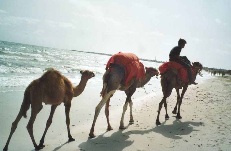ملف:Djerba01.jpg
