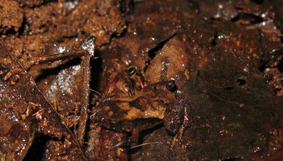 Frog barely recognisable against brown decaying leaf litter.