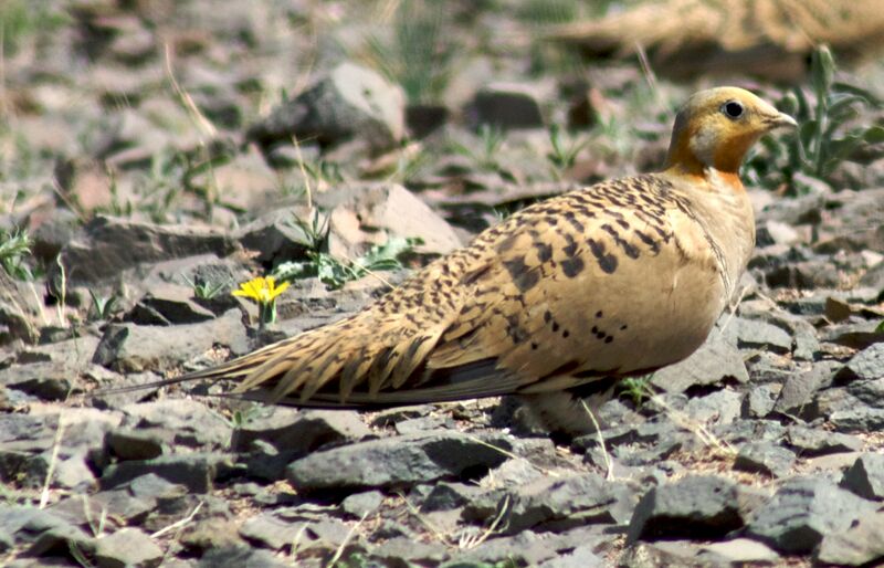 ملف:Syrrhapte paradoxal (cropped).jpg