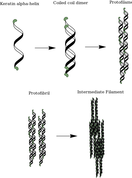 ملف:Alpha Keratin Basic Structure.svg