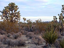 Joshua Tree Forest - panoramio - Zzyzx.jpg