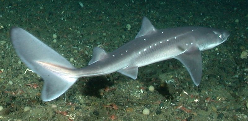ملف:Spiny dogfish.jpg