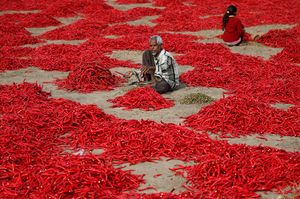 A man removes stalks from red chilli peppers at a farm in Shertha village on the outskirts of Ahmedabad, India.jpg