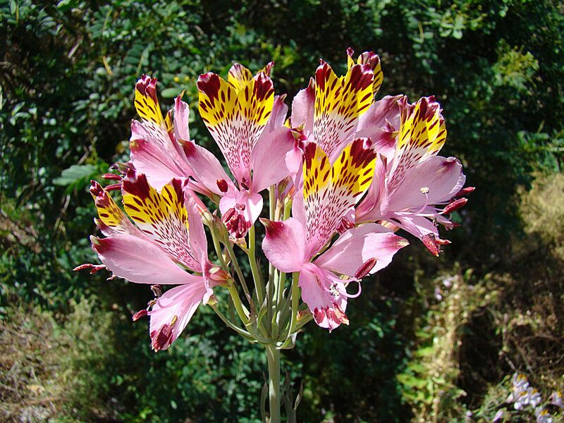 ملف:Alstroemeria pulchra (9065256894).jpg