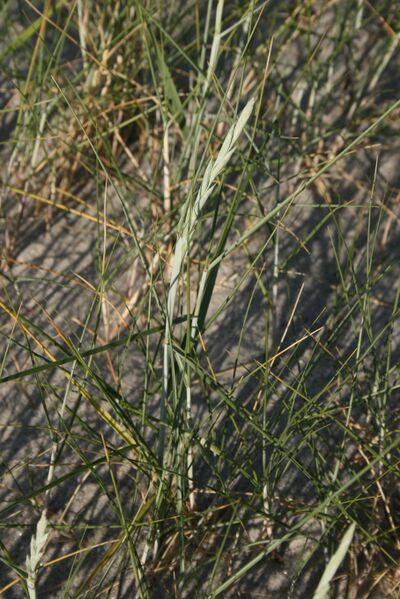 ملف:Elytrigia-juncea.jpg