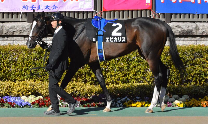 ملف:Epicharis Hyacinth-Stakes 2017.jpg