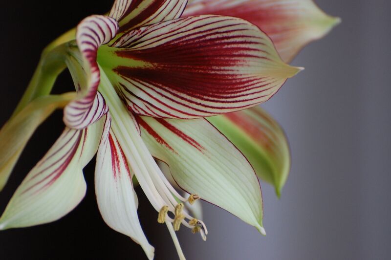 ملف:Hippeastrum papilio (1).jpg