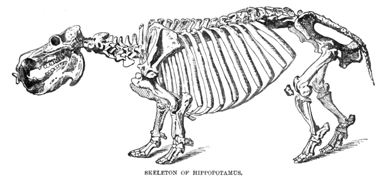 ملف:HippoSkelLyd2.png
