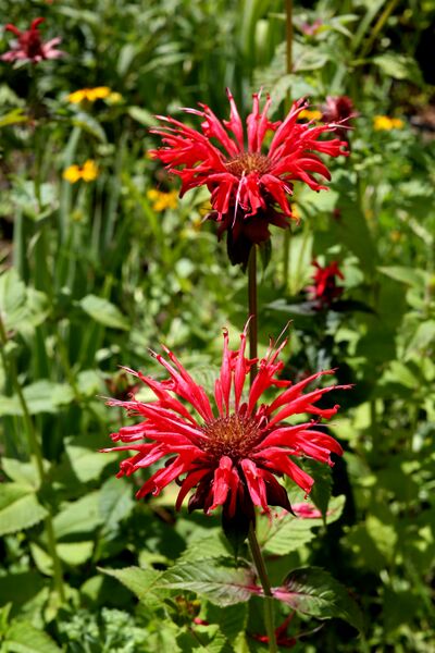 ملف:Indiandernessel (Monarda didyma)4.jpg