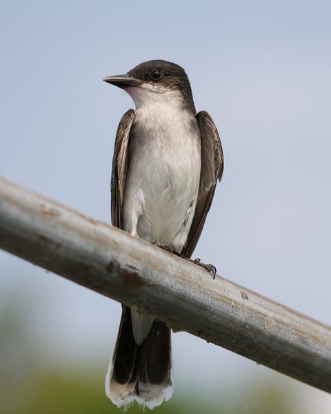 ملف:Kingbird Profile.jpg