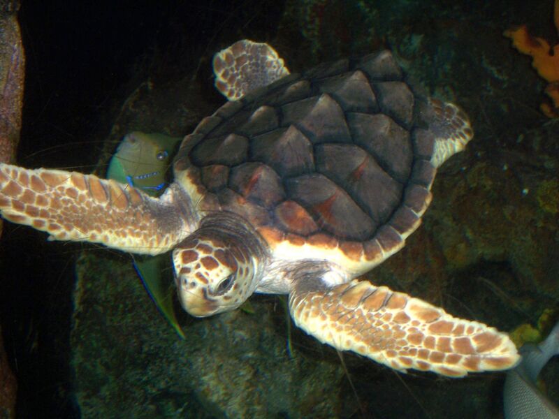 ملف:Loggerhead turtle.jpg
