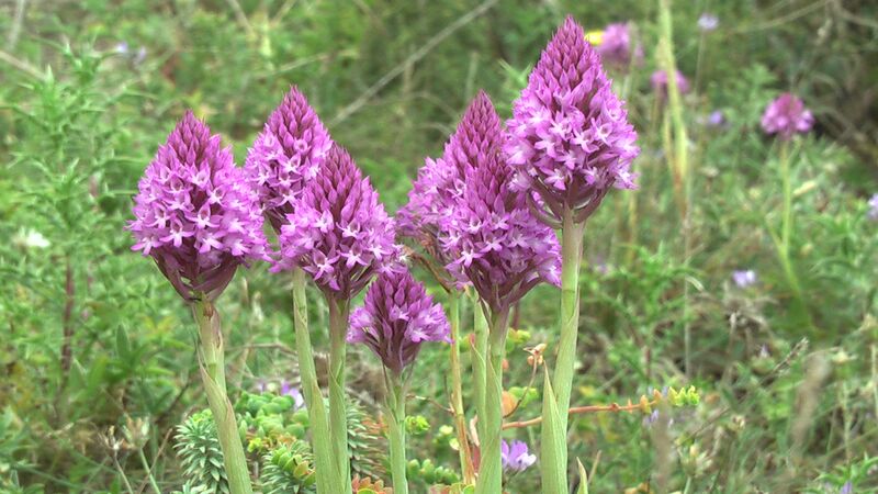 ملف:Maltese Pyramidal Orchid.JPG