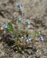 Myosotis ramosissima (Early Forget-me-not)