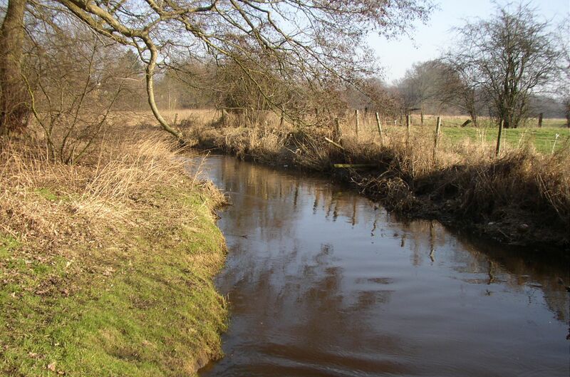 ملف:Schwale in Brachenfeld.jpg