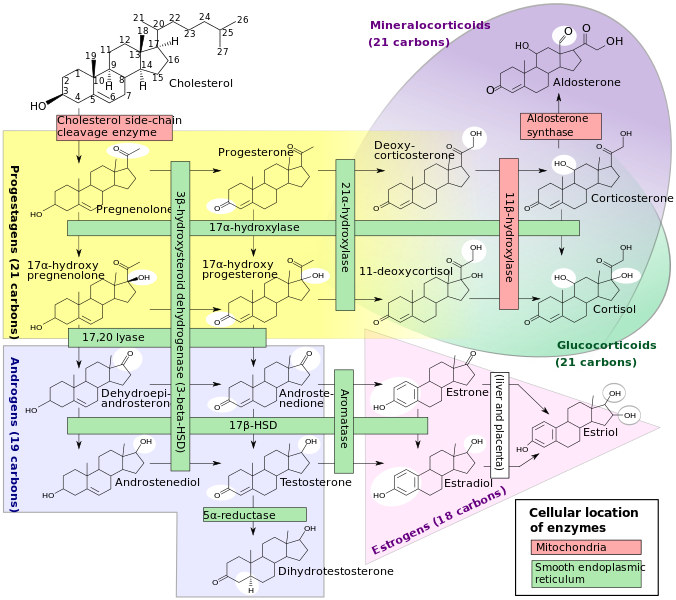 ملف:Steroidogenesis.svg