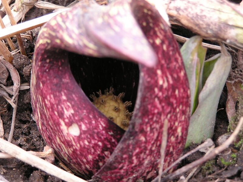 ملف:Symplocarpus foetidus 001.JPG