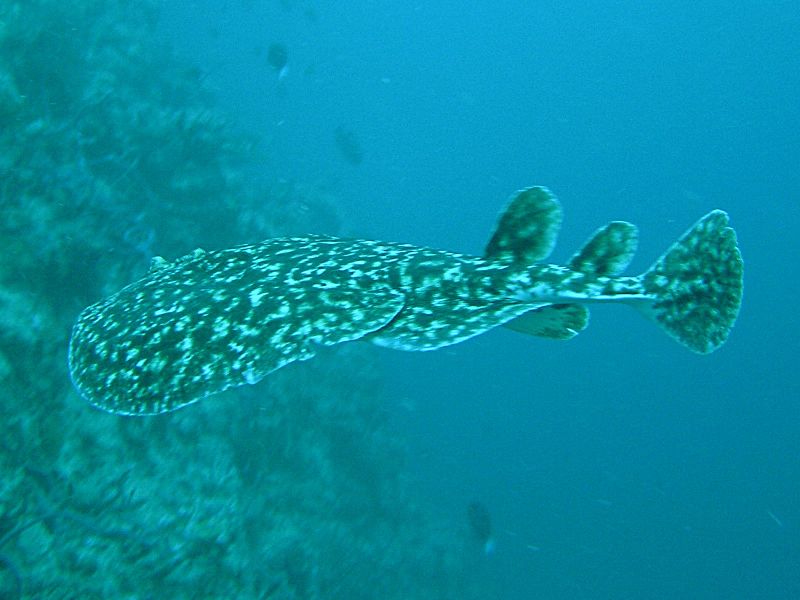 ملف:Torpedo fuscomaculata2.jpg