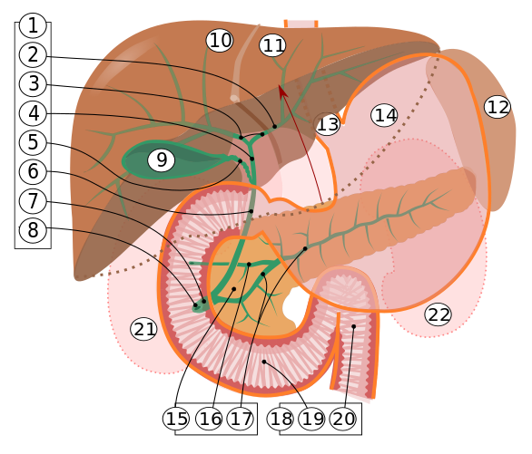 ملف:Biliary system multilingual.svg