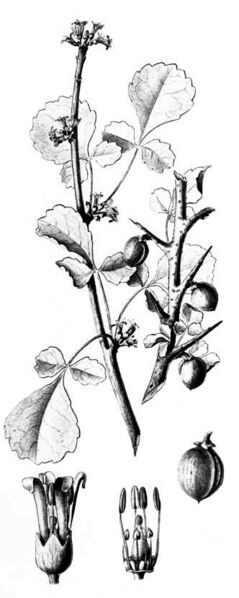 ملف:Commiphora africana00a.jpg