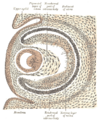 Sagittal section of eye of human embryo of six weeks.