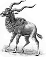 Haeckel Antilopina Addax nasomaculatus.jpg