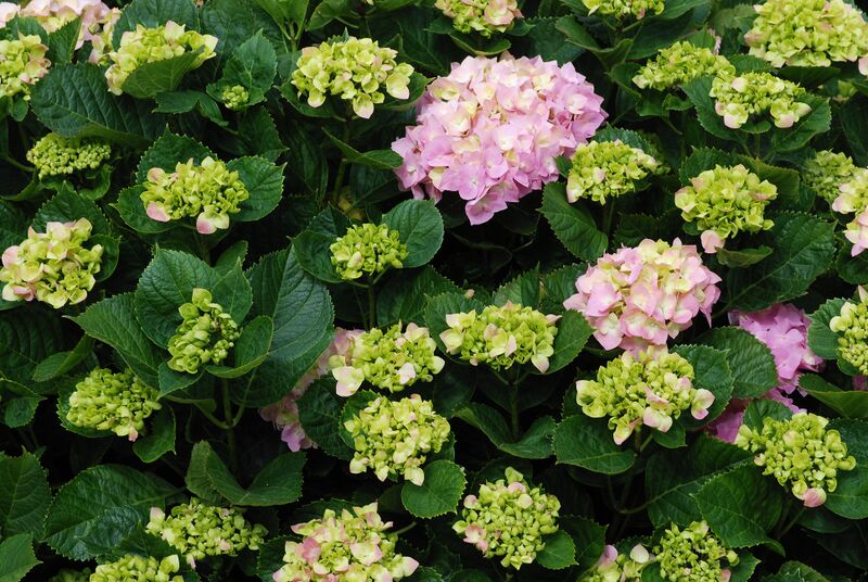 ملف:Hydrangea May 2012-1.jpg
