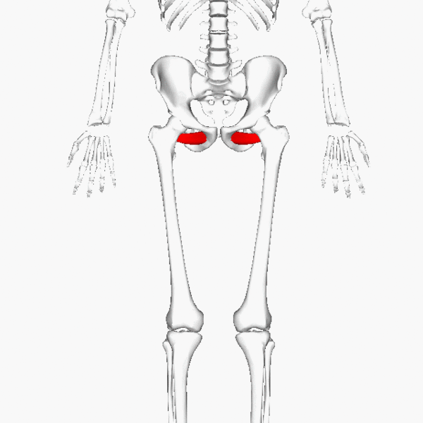 ملف:Obturator externus large.gif