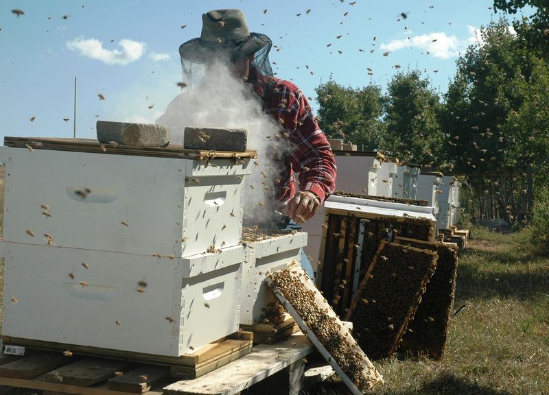 ملف:Beekeeper.jpg