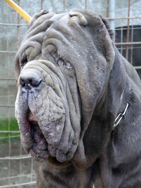 ملف:Neapolitan Mastiff Male Head.JPG