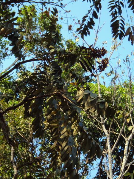 ملف:Pajanelia longifolia 13.JPG