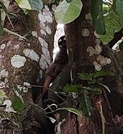 Brownish-black monkey with white eyebrows