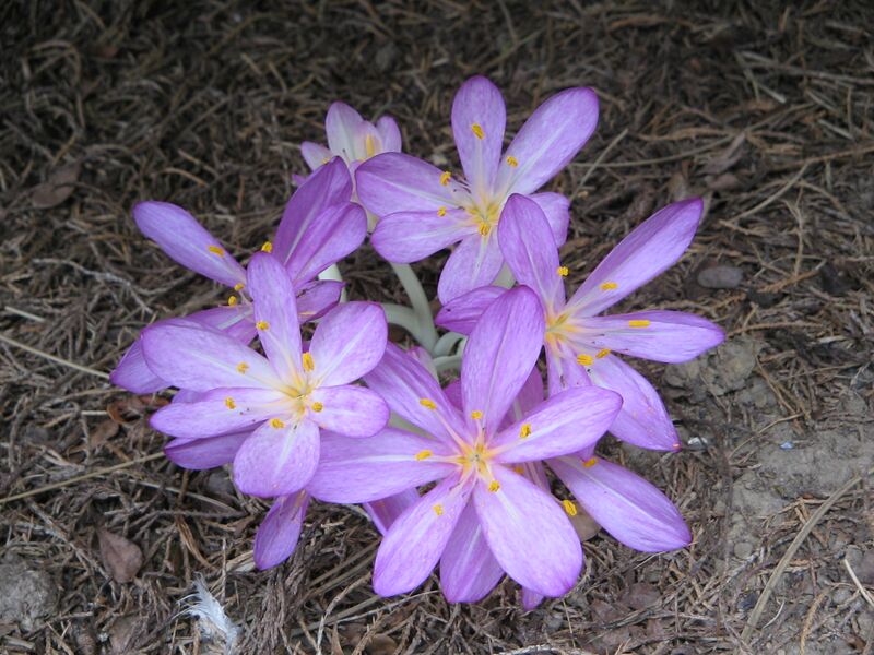 ملف:Colchicum cilicicum003.jpg