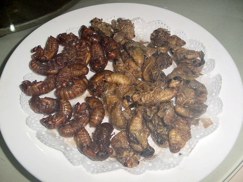 ملف:Deepfried cicada.jpg