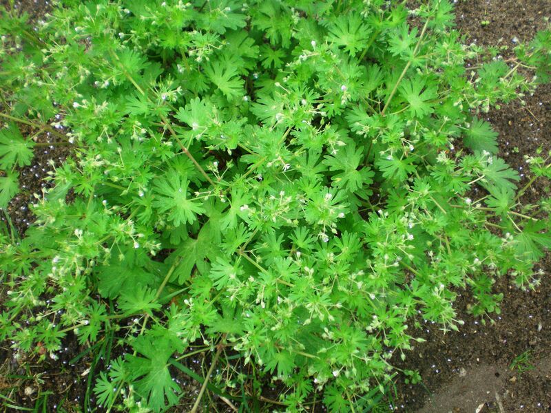 ملف:Geranium pusillum001.JPG