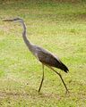 A juvenile great blue heron in Glynn County, Georgia, U.S.