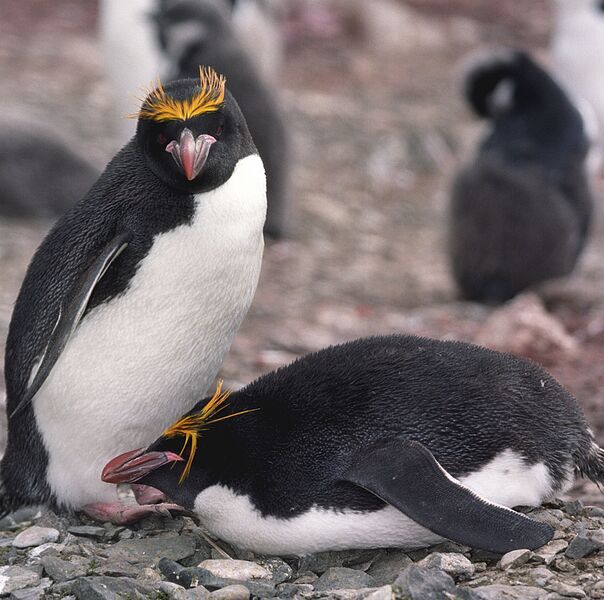 ملف:Macaroni Penguins (js).jpg