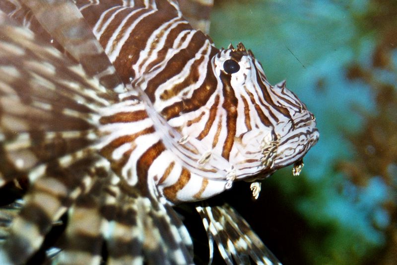 ملف:Pterois antennata-3.jpg