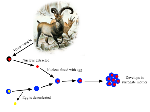 ملف:Pyrenean ibex Cloning.svg