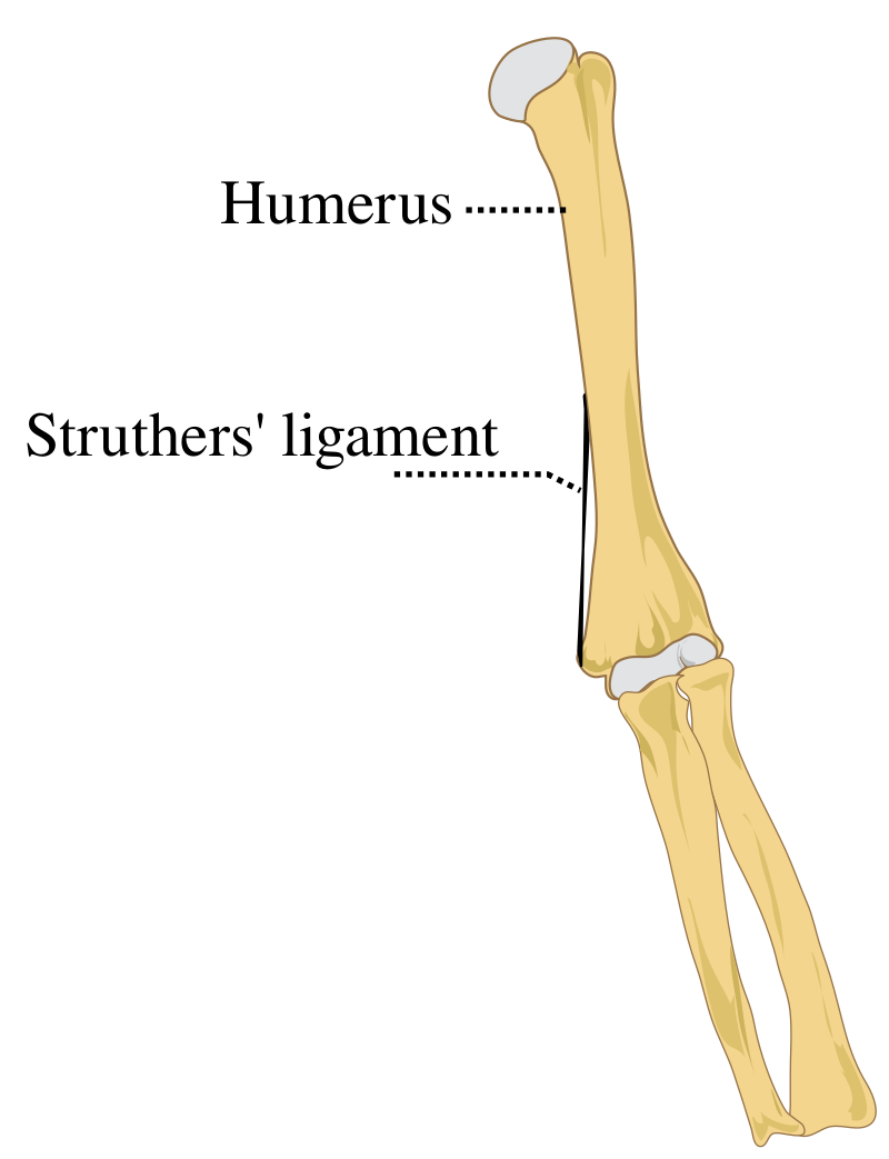 Ligament of Struthers - المعرفة