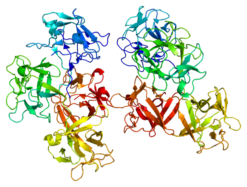 ملف:Protein FSCN1 PDB 1dfc.png