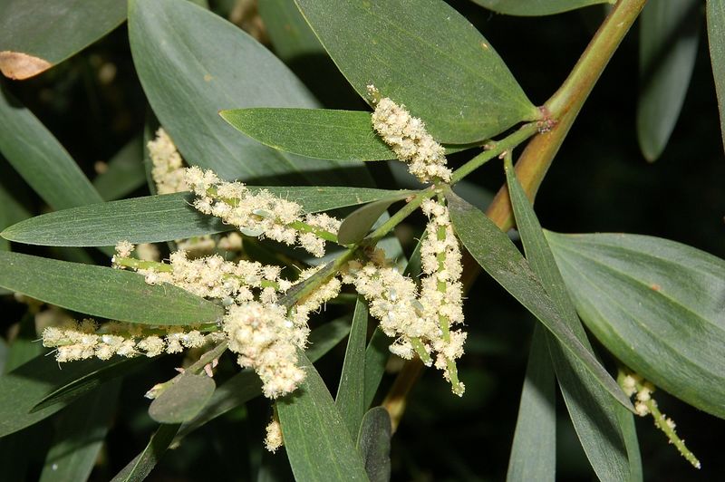 ملف:Acacia longifolia fg01.JPG