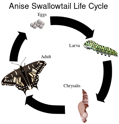 ملف:Anise Swallowtail Life Cycle.svg