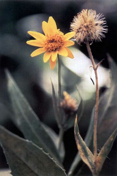 ملف:Arnica amplexicaulis USDA NRCS.jpg