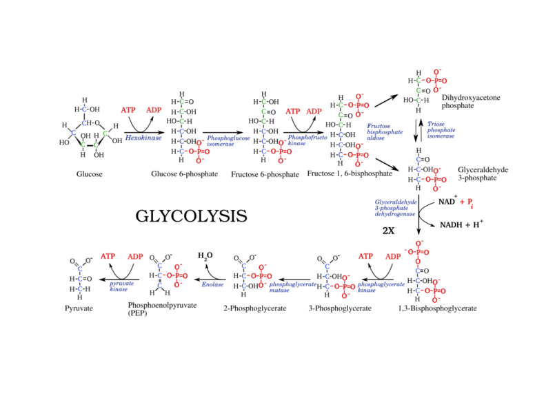 ملف:GlycolysiscompleteLabelled.png